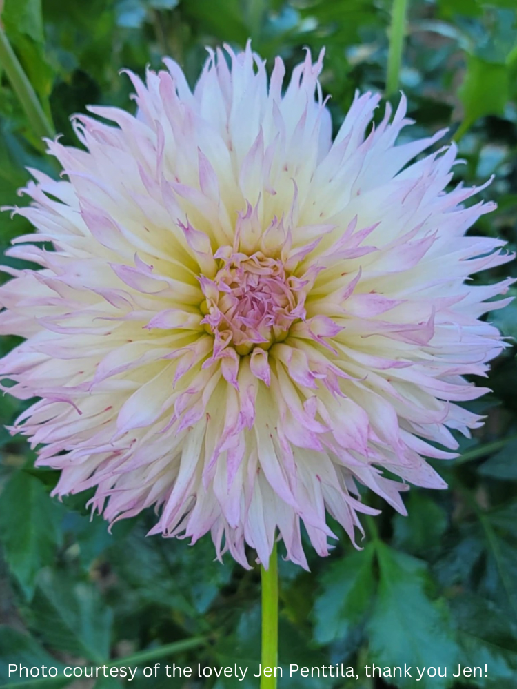 Alauna Millipiques