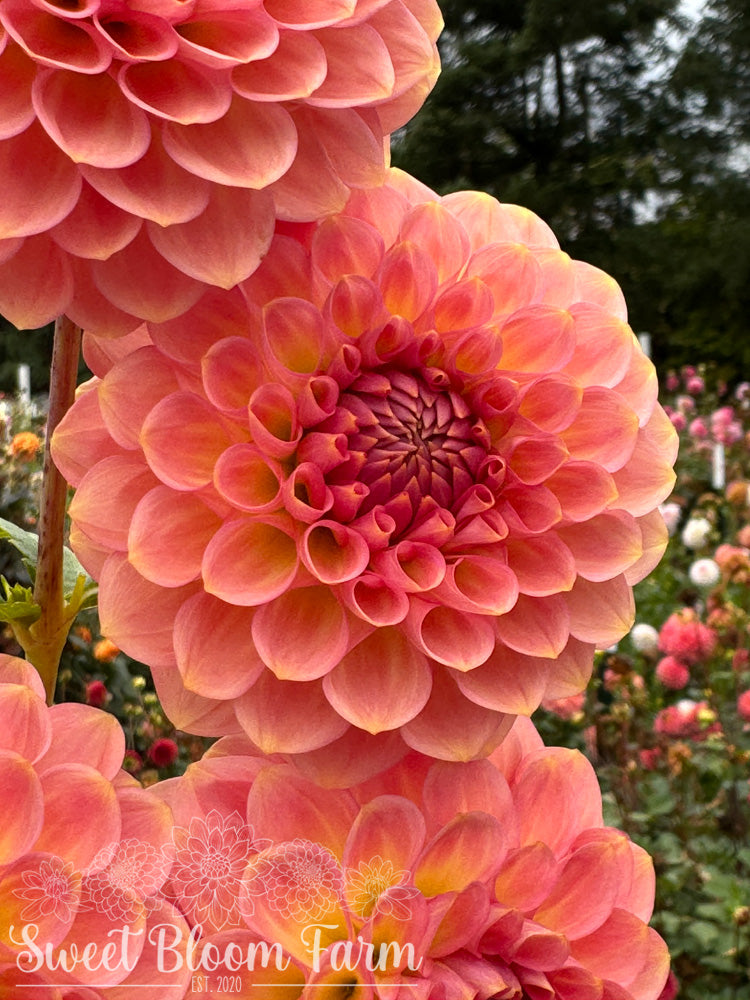 20th Ave Softer Peach