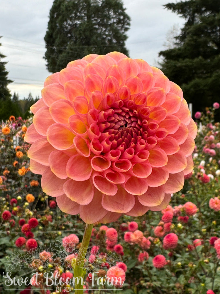 20th Ave Softer Peach