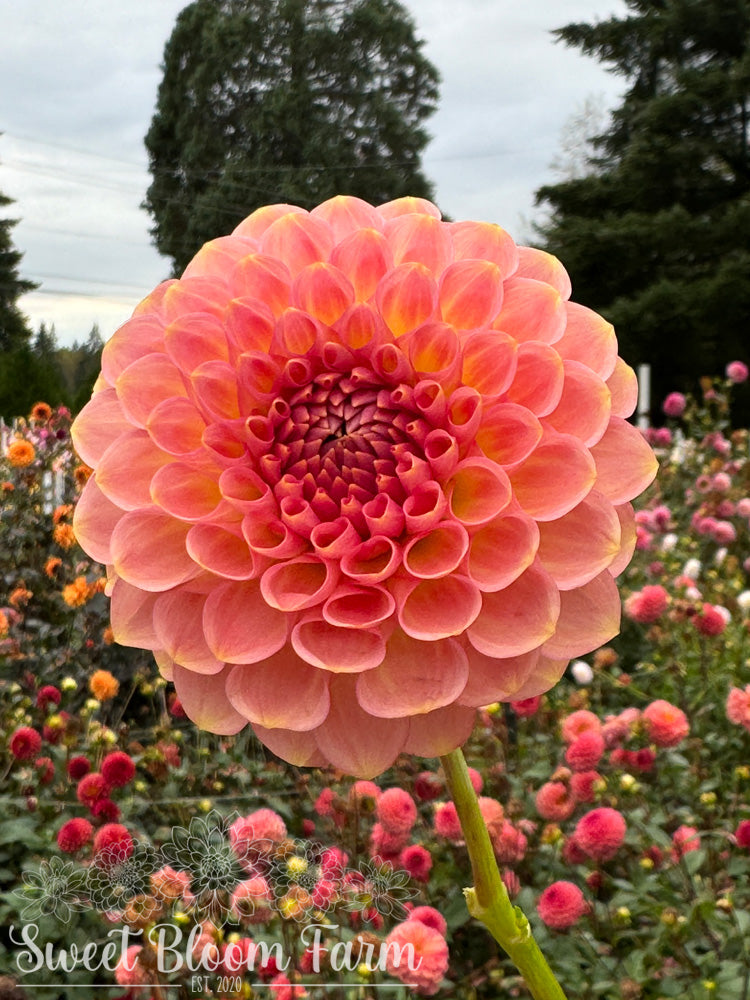 20th Ave Softer Peach