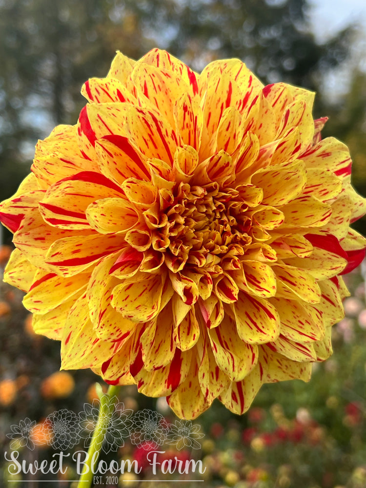 Gloriosa