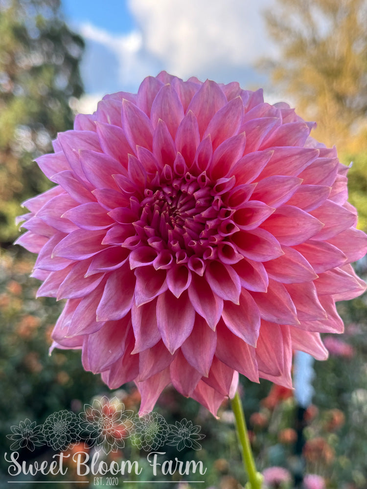 Wyn's Pink Pearl