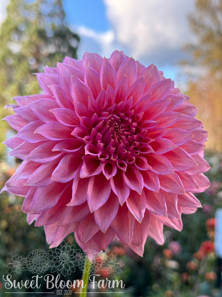Wyn's Pink Pearl