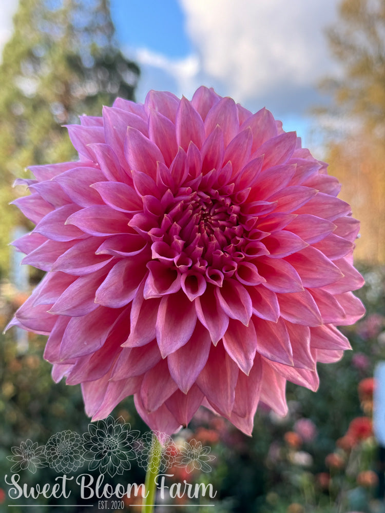 Wyn's Pink Pearl