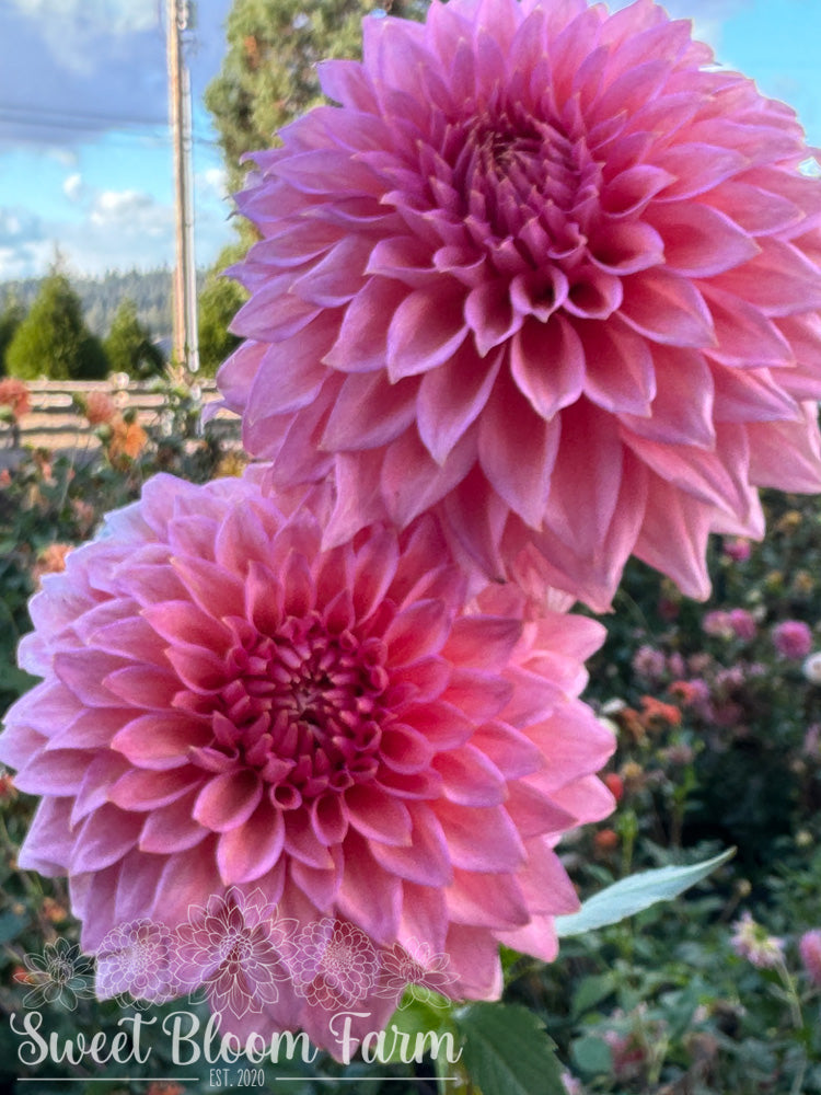 Wyn's Pink Pearl