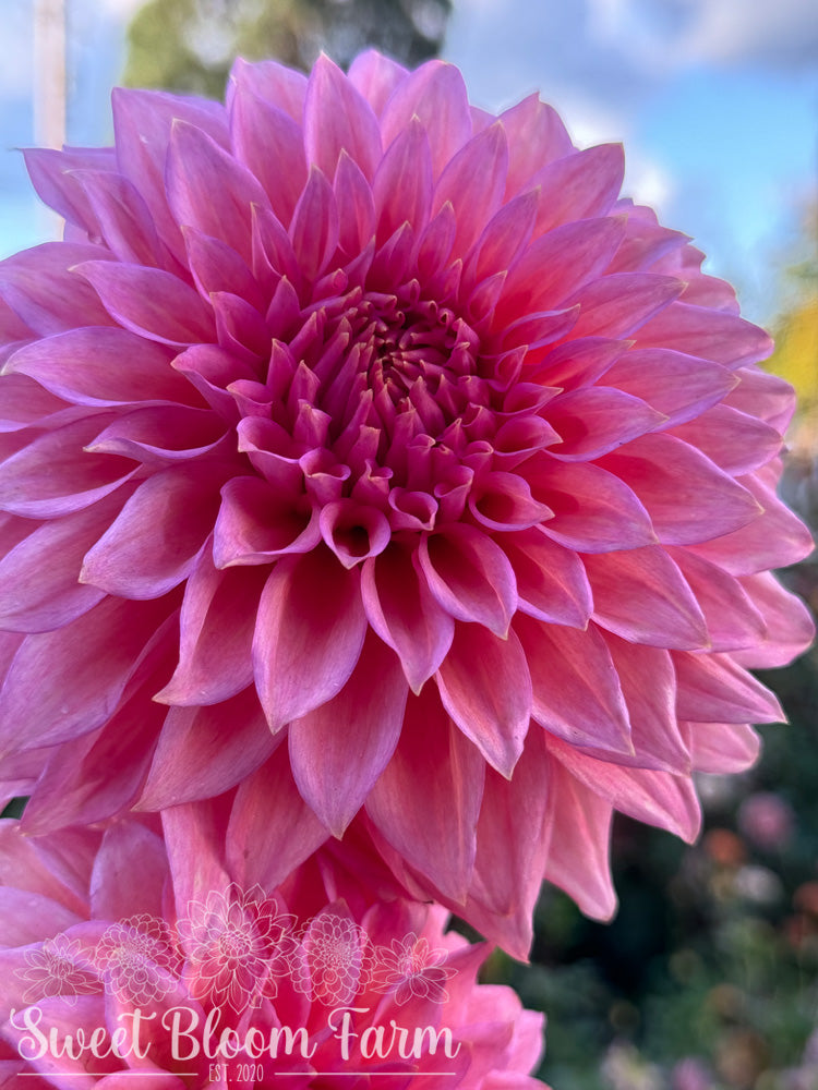 Wyn's Pink Pearl