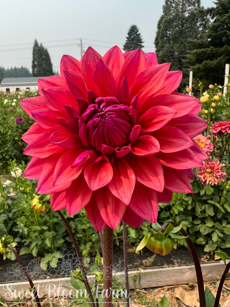 American Dawn (B Grade)