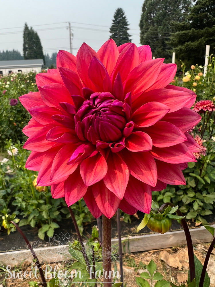 American Dawn (B Grade)