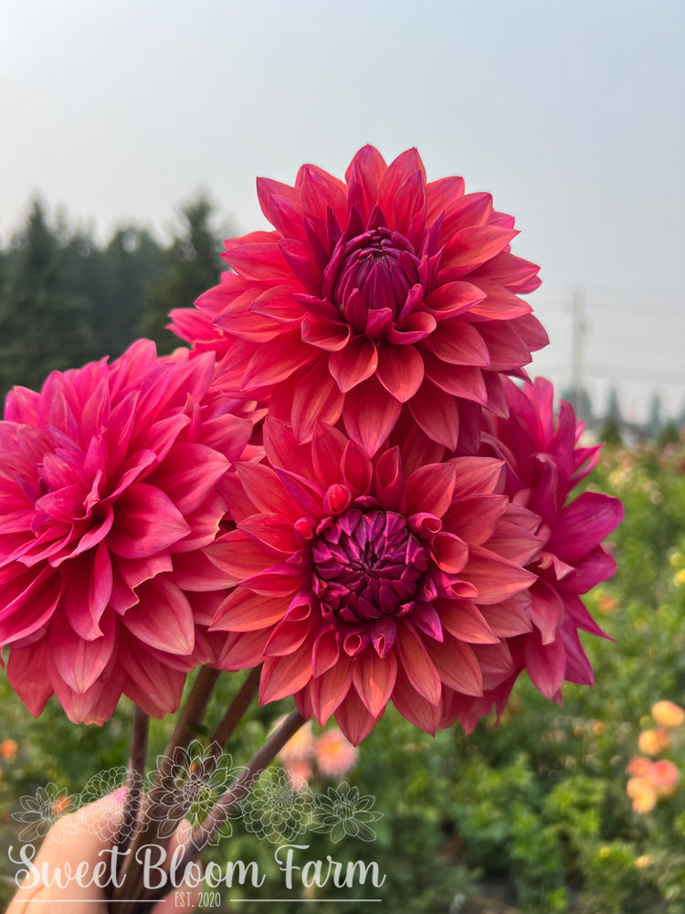 American Dawn (B Grade)