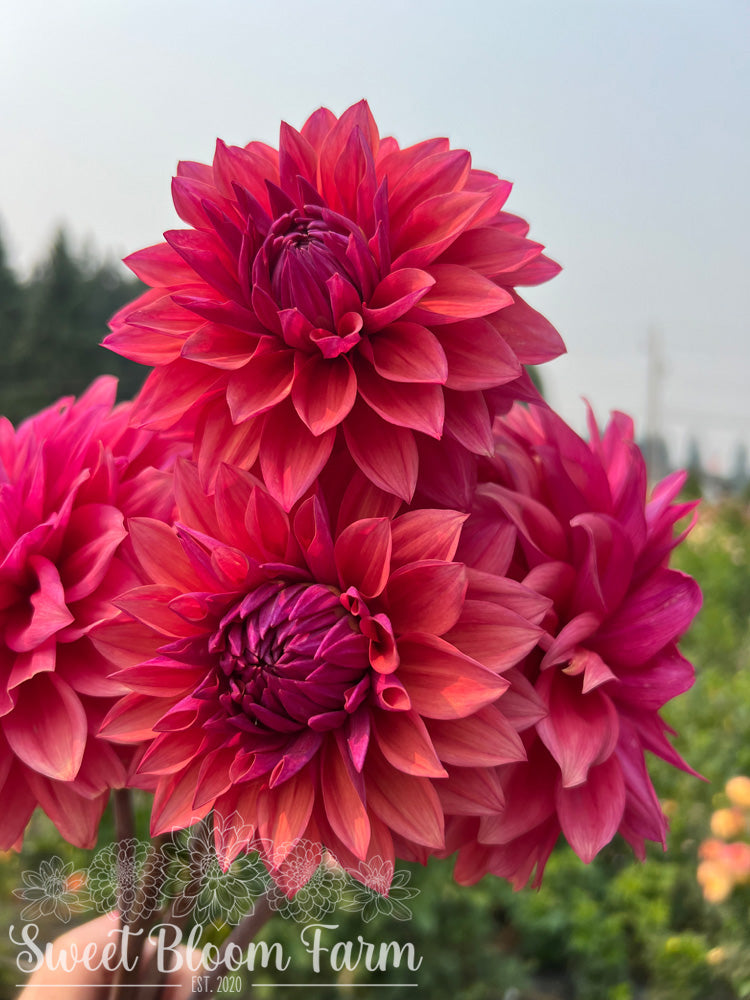 American Dawn (B Grade)
