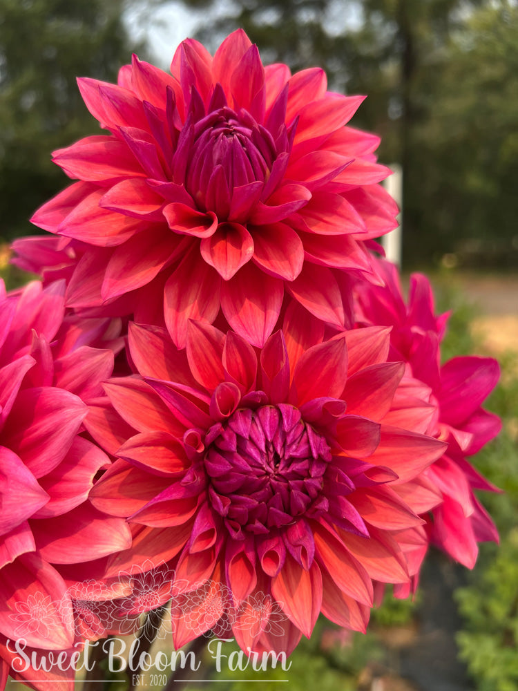 American Dawn (B Grade)