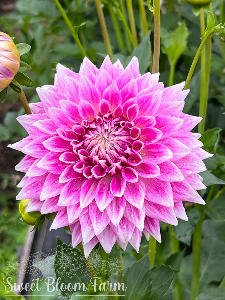 BJ's Dusty Rose