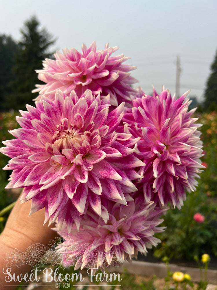 BJ's Dusty Rose