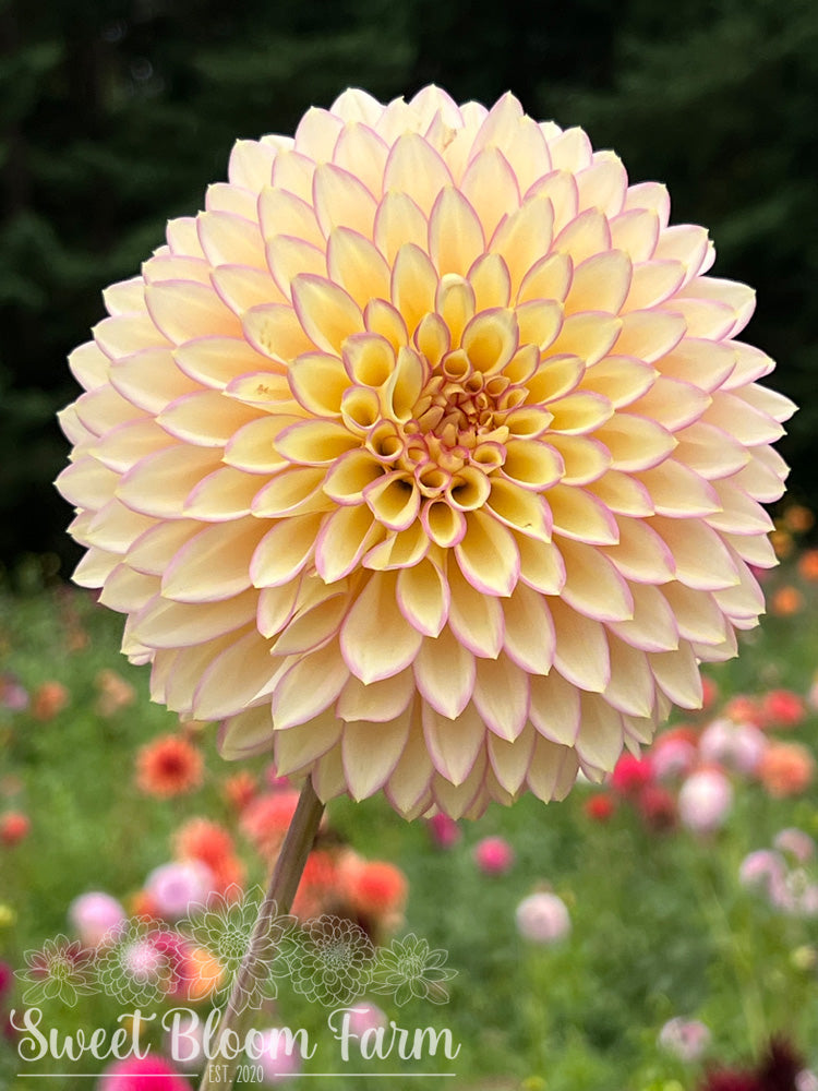 Bloomquist Blush