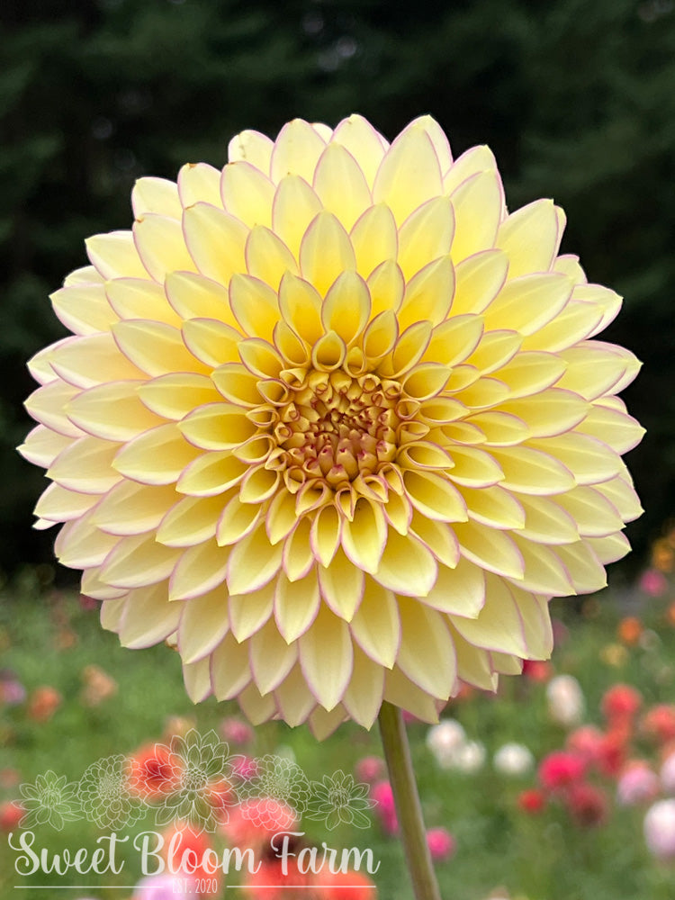 Bloomquist Blush