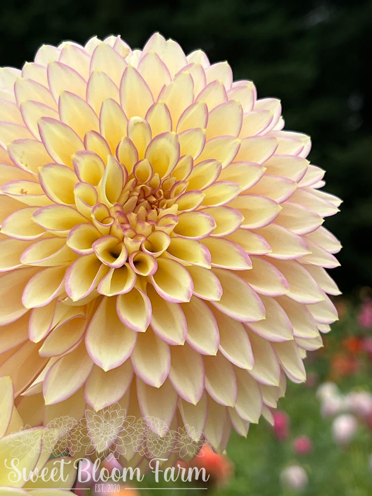 Bloomquist Blush