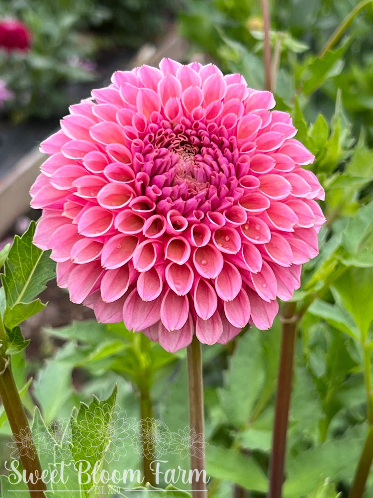 Bracken Rose