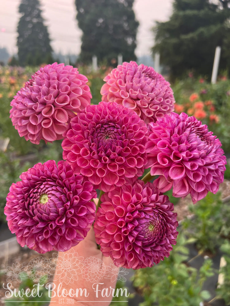 Caitlin's Joy (B Grade)