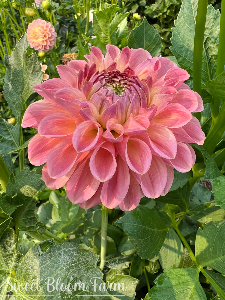 Clearview Peachy