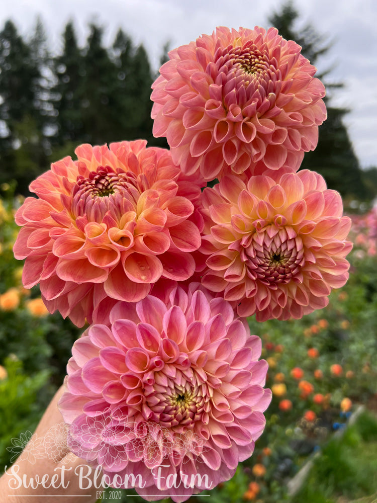 Clearview Peachy