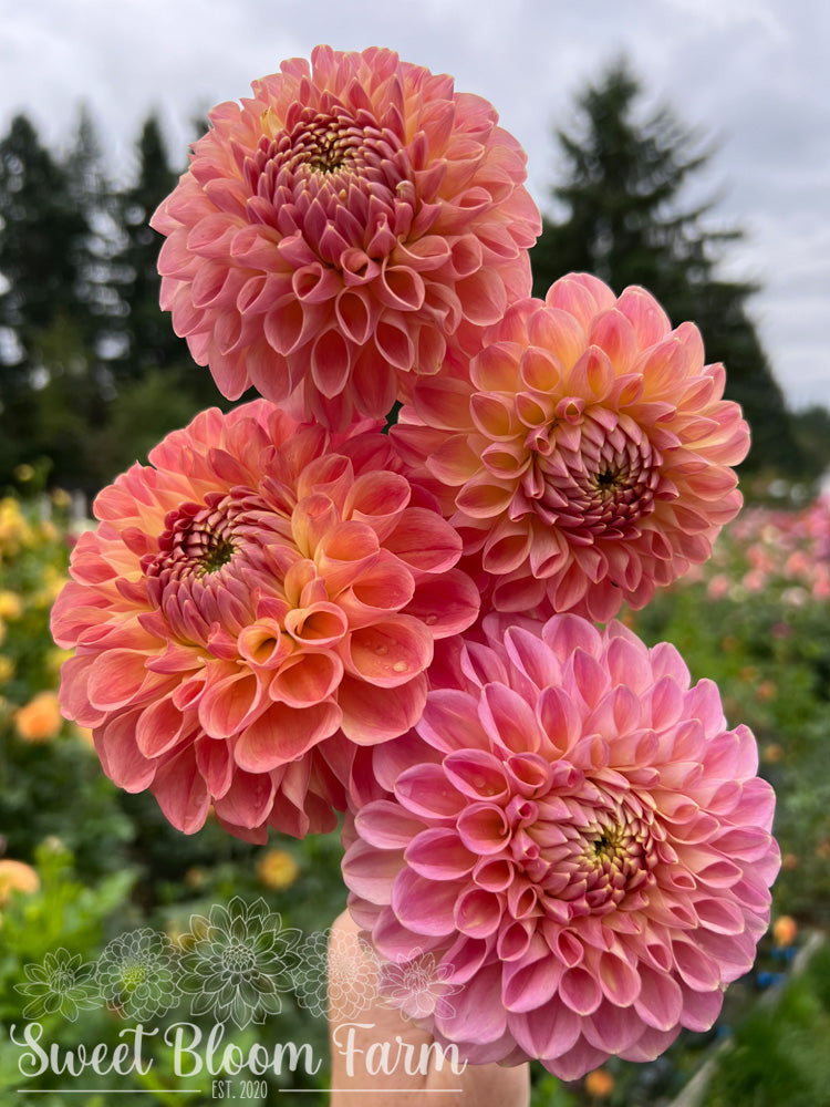 Clearview Peachy