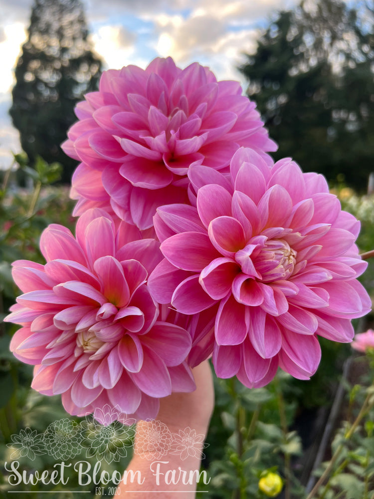 Gabbie's Wish (B Grade)