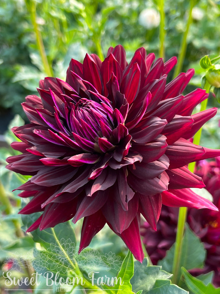 Hollyhill Black Beauty