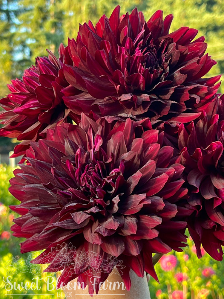 Hollyhill Black Beauty