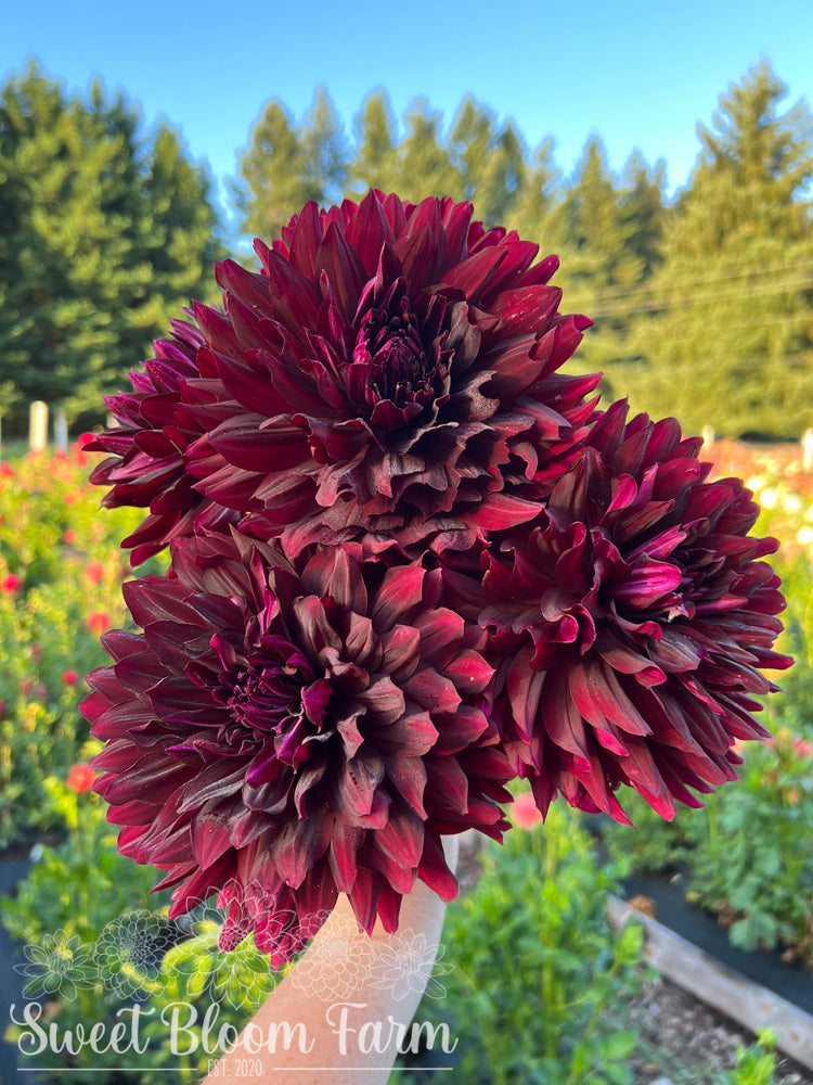 Hollyhill Black Beauty