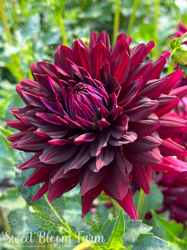 Hollyhill Black Beauty
