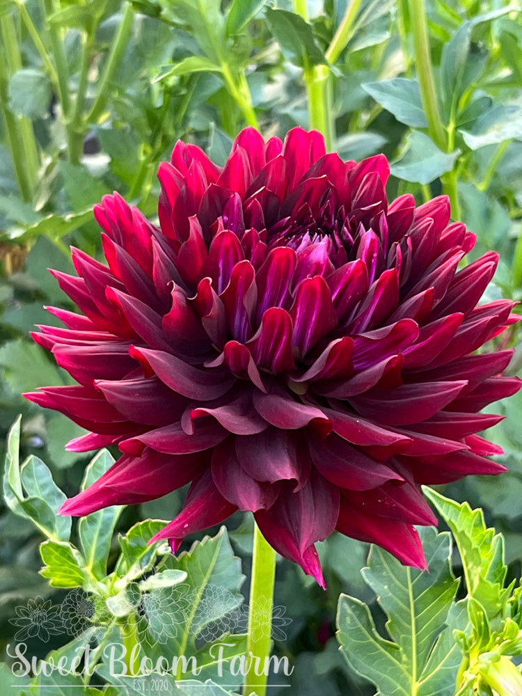Hollyhill Black Beauty
