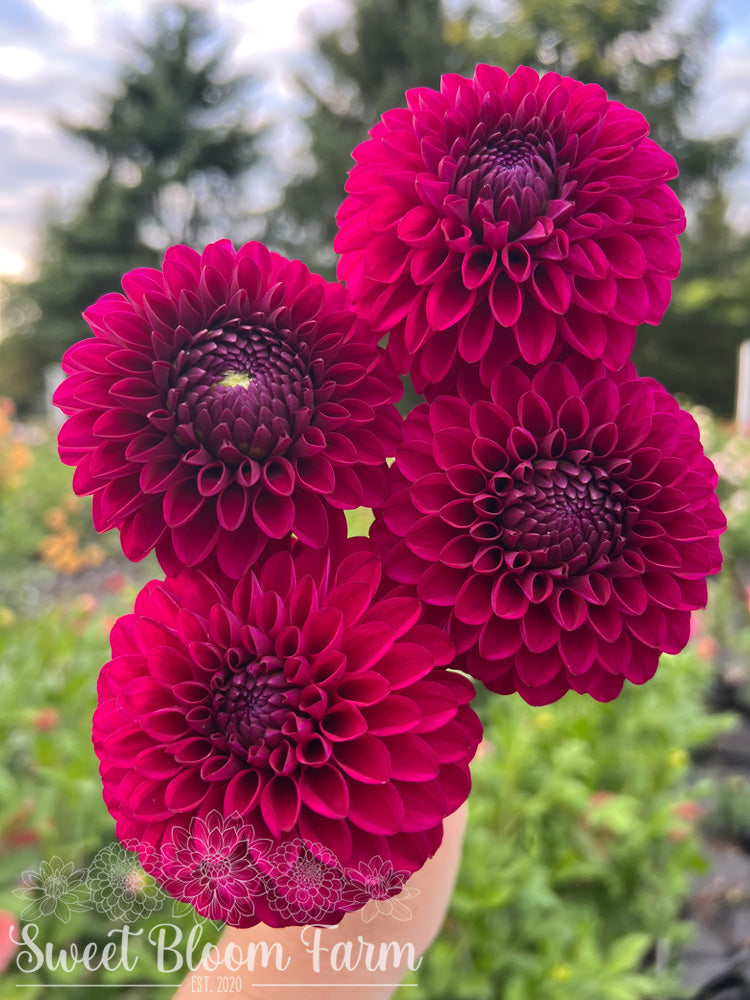Hollyhill Regal