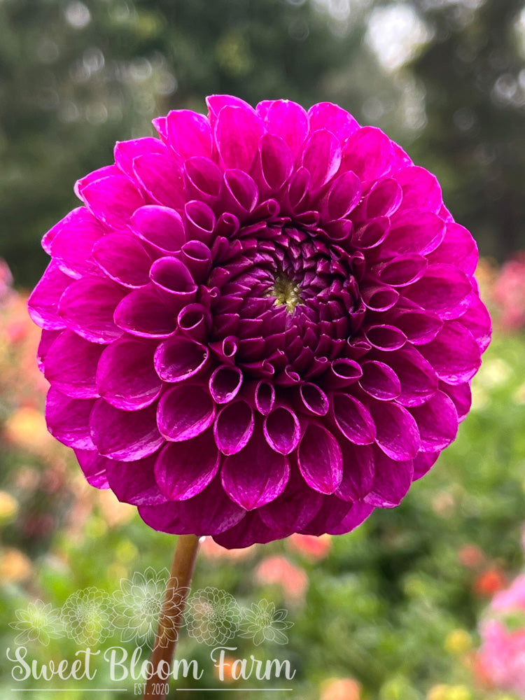 Robann Royal