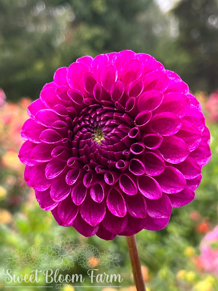 Robann Royal