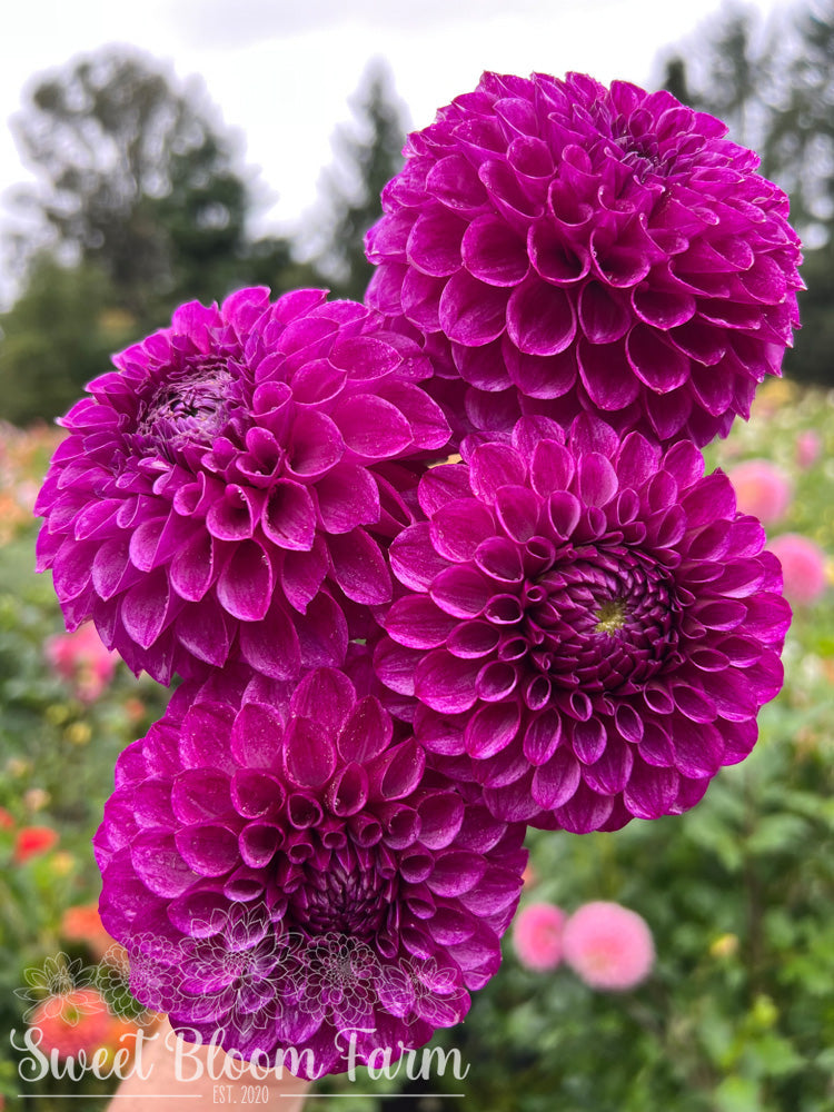Robann Royal