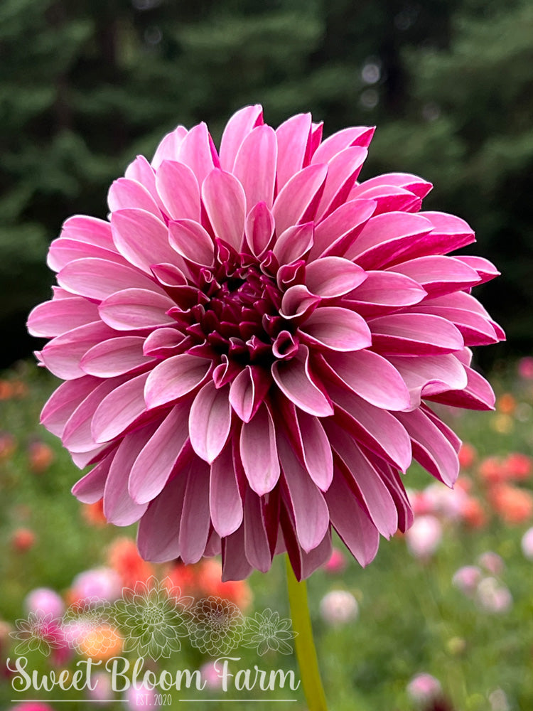 Salish Twilight Girl