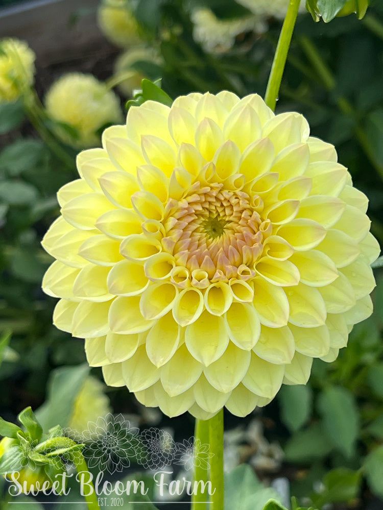 Winholme Diane