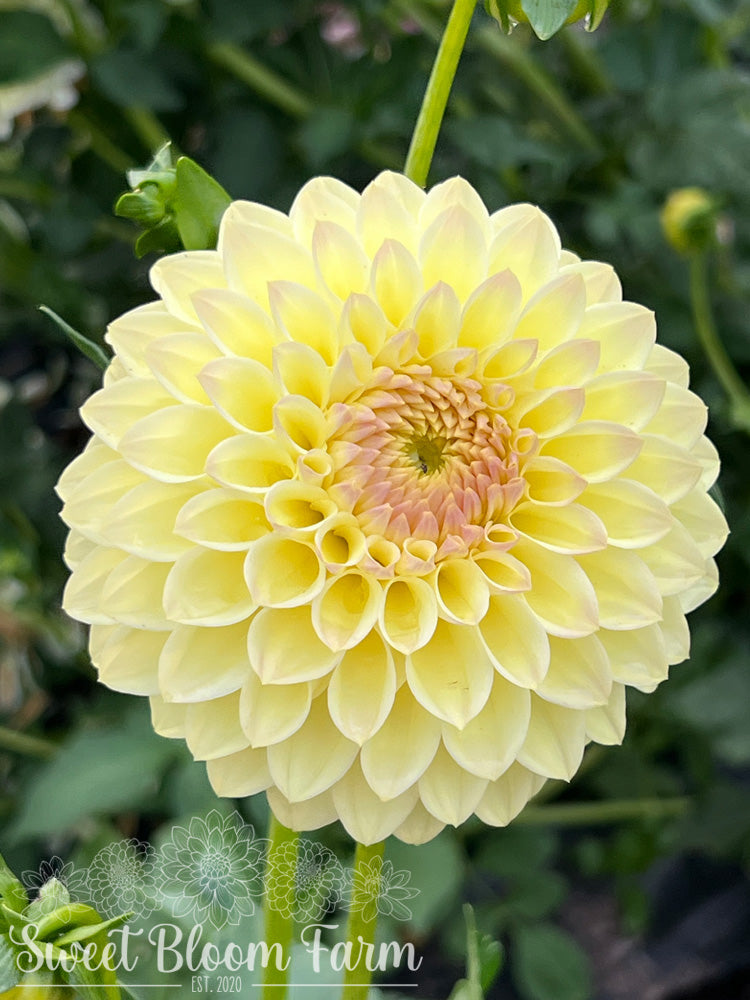 Winholme Diane