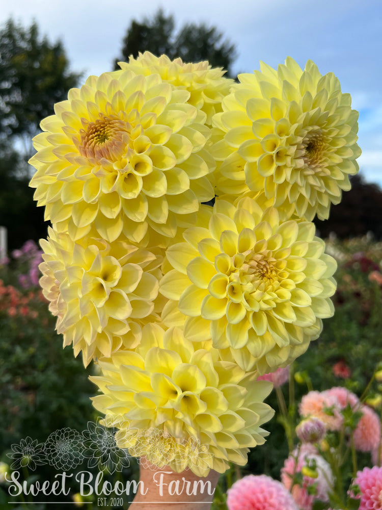 Winholme Diane