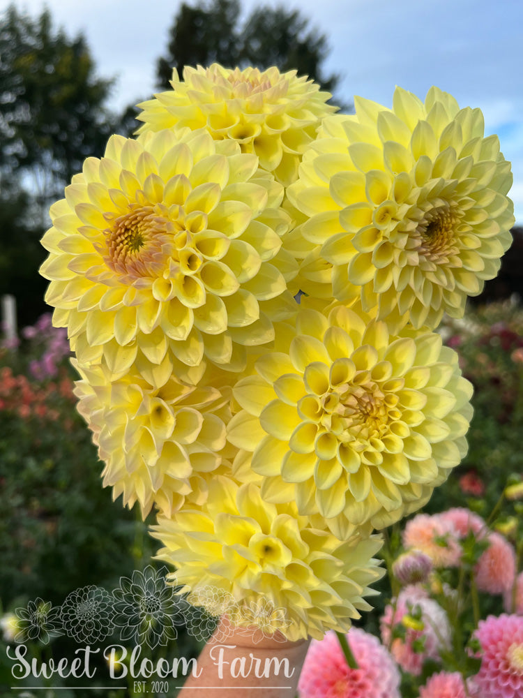 Winholme Diane