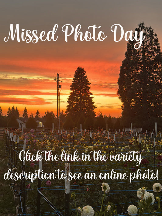 20th Ave Morning Mist