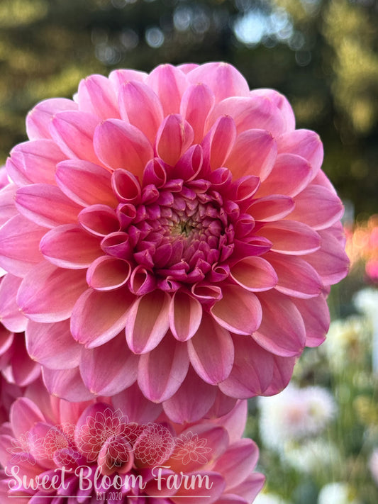 Beautiful Dreamer - Grade B