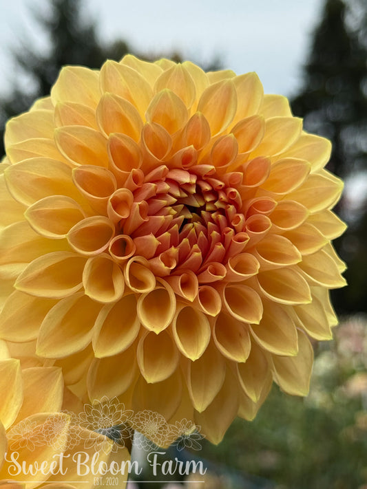 Bloomquist Alan - Grade B