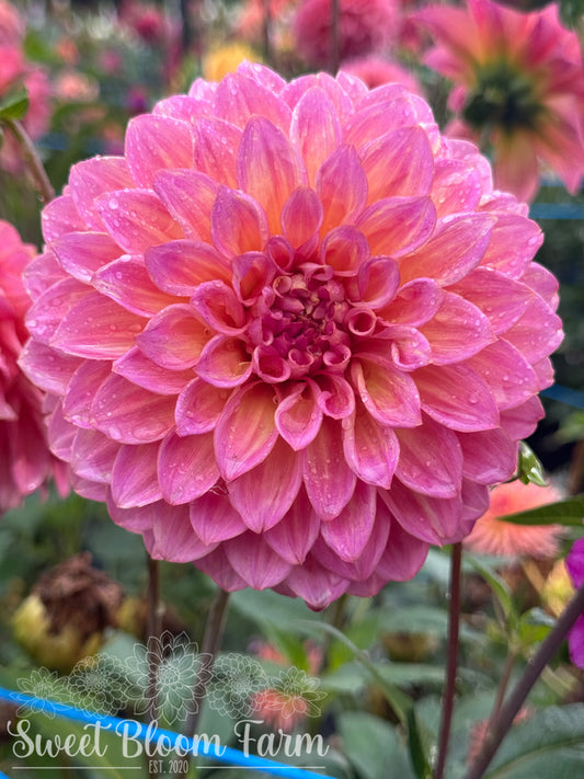 Bloomquist Dave - Grade B