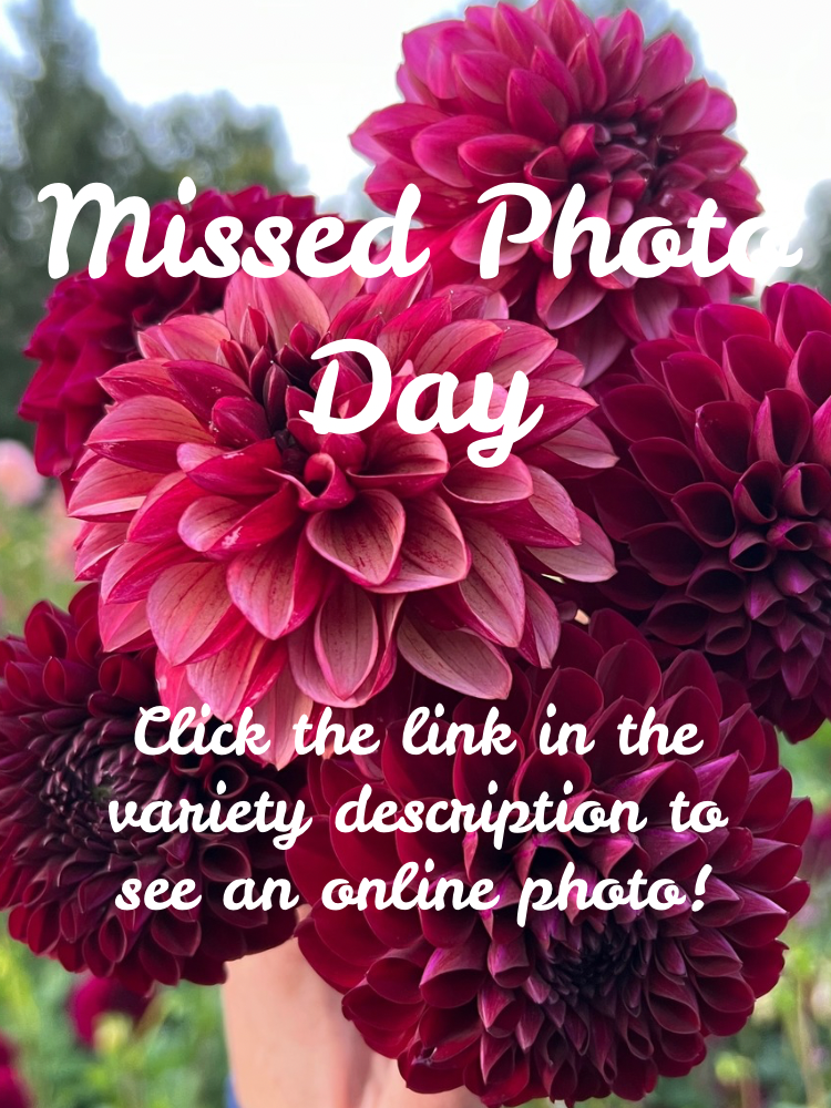 Jeannie Leroux B Grade Sweet Bloom Farm jeannie-leroux-b-grade-sweet-bloom-farm