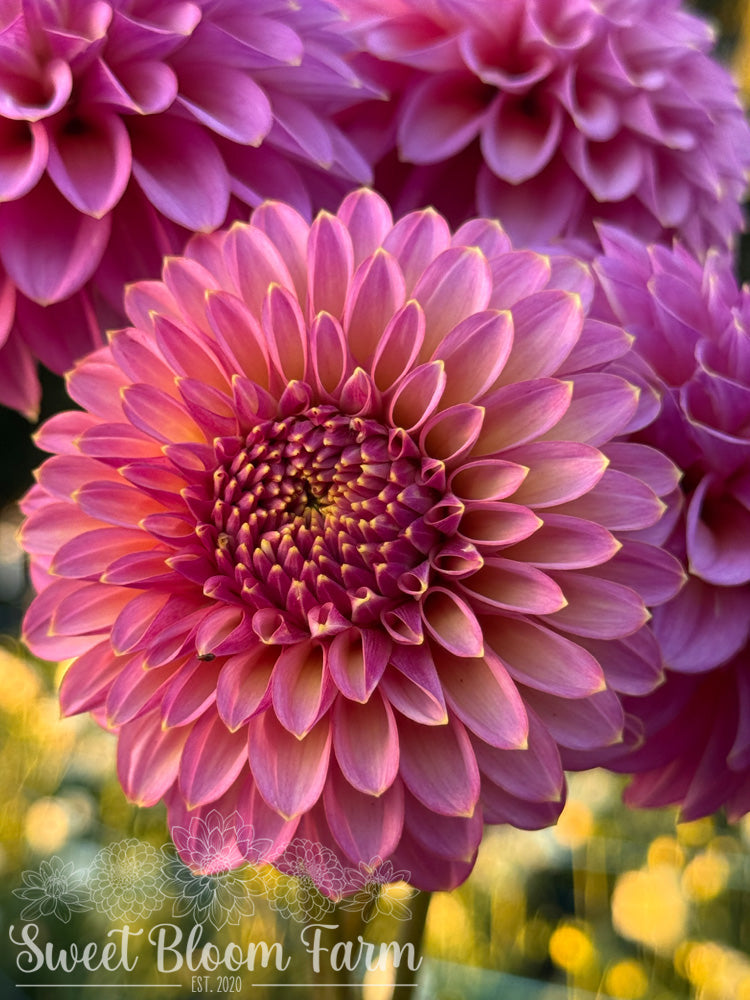 Skipley Spot of Gold