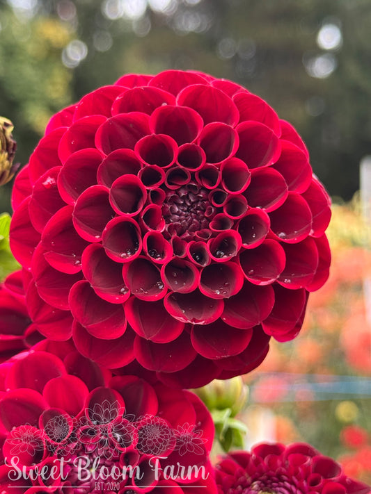 Spooktacular - Grade B