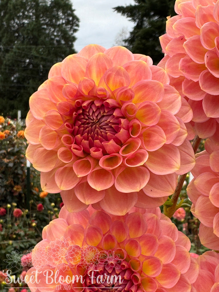 20th Ave Softer Peach