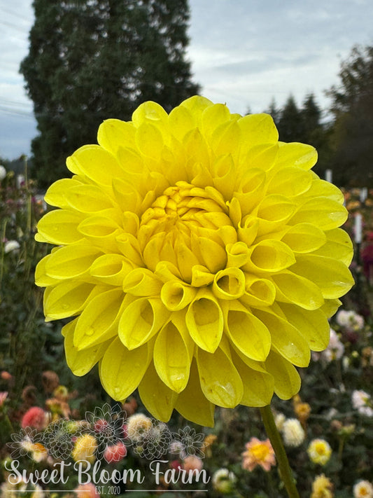 Ferncliff Sunstruck (B Grade)