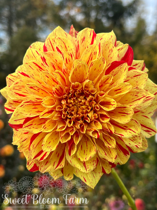 Gloriosa